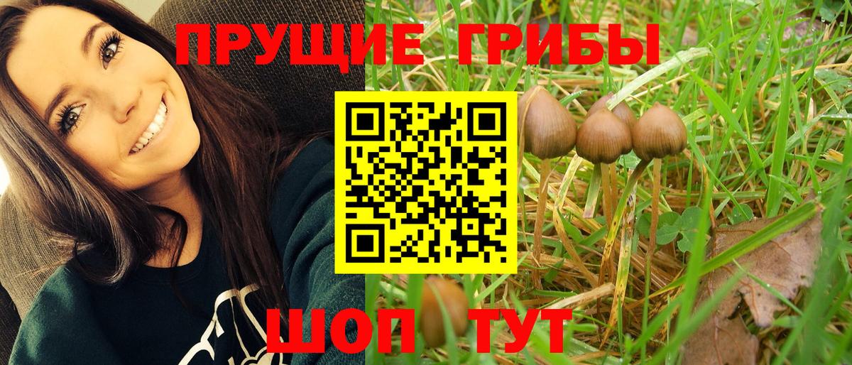 сколько стоит  Вход с VPN  Верхняя Пышма  Псилоцибиновые грибы мицелий 